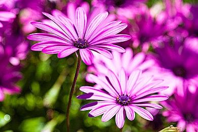 魔幻假面喵12月加入《宝可梦：大集结》